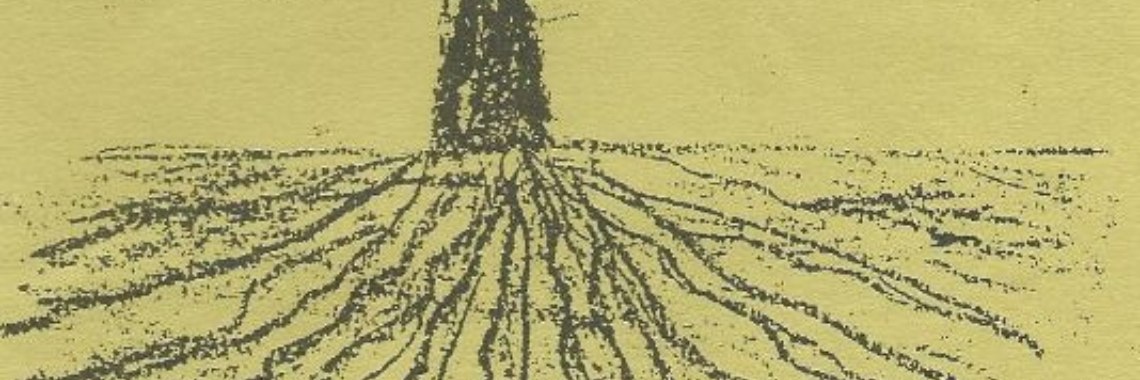 A stump with deep roots | Flying Eagle