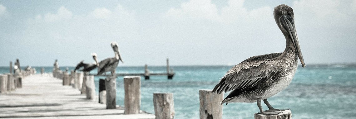 Once upon a time, there was a chicken and there was an egg. | Flying Eagle