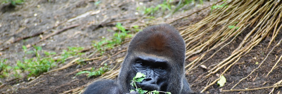 Eten als een aap (3) | Flying Eagle