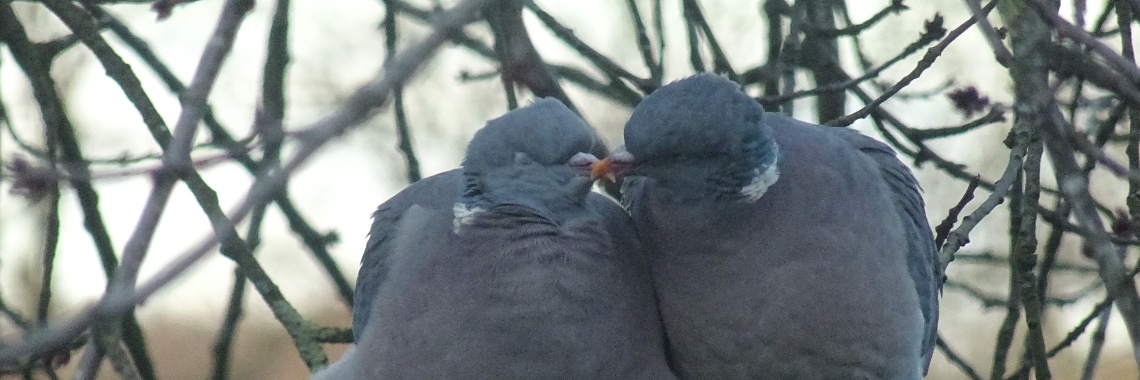 Gedicht Door weer en wind | Flying Eagle