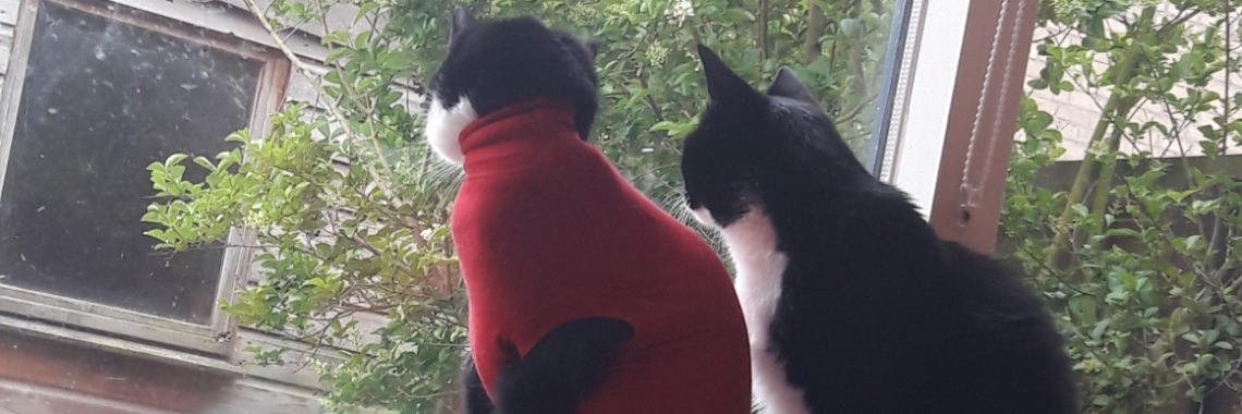 Gewonde poes naar dierenarts | Flying Eagle