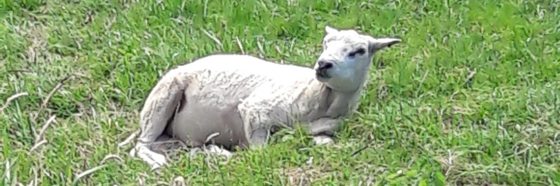 Jezus' weg naar Pasen: Geheiligd | Flying Eagle