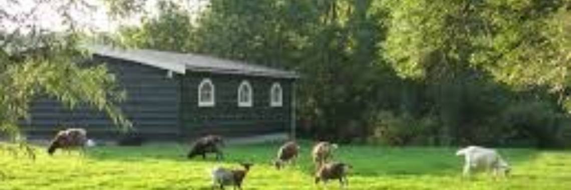 Kinderboerderij of school? | Flying Eagle