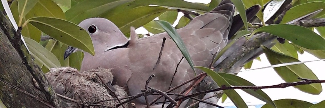 Mama Duif voor de deur | Flying Eagle