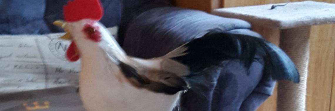 Pasen: De Heer is waarlijk opgestaan! | Flying Eagle