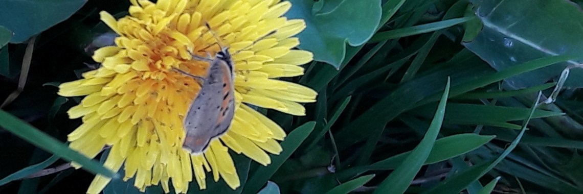 Samen verder (12) | Flying Eagle