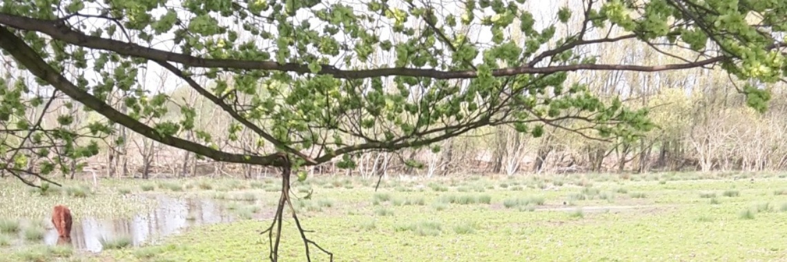 Schotse hooglanders in Broekpolder, Vlaardingen | Flying Eagle