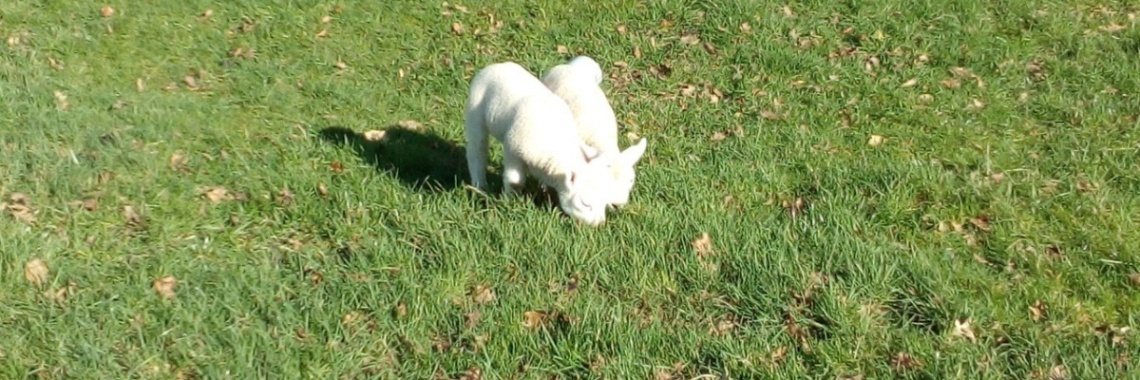 Theepotjes in de wei en de grote Theepot {theepotje} | Flying Eagle