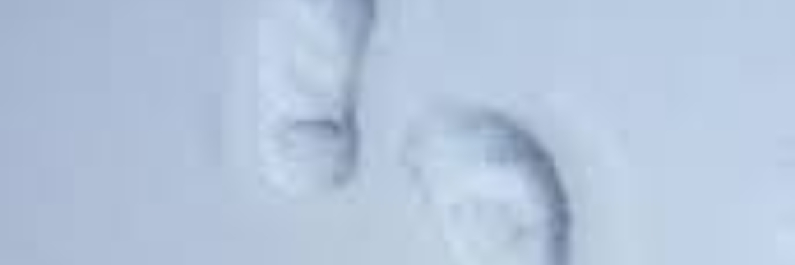 Uitgegleden in de sneeuw | Flying Eagle