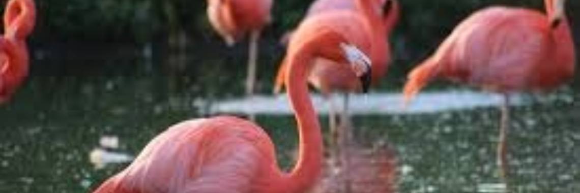 Verdient een brutaal kind ècht de doodstraf? | Flying Eagle