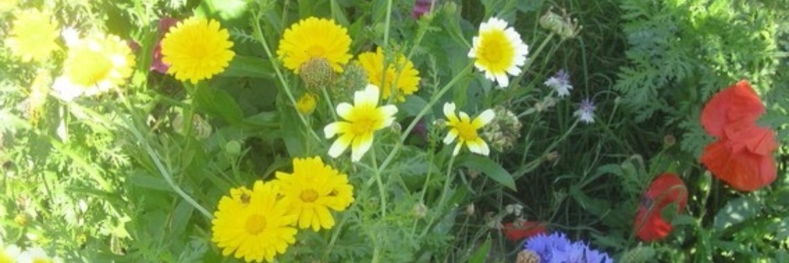 Various photos in nature | Flying Eagle