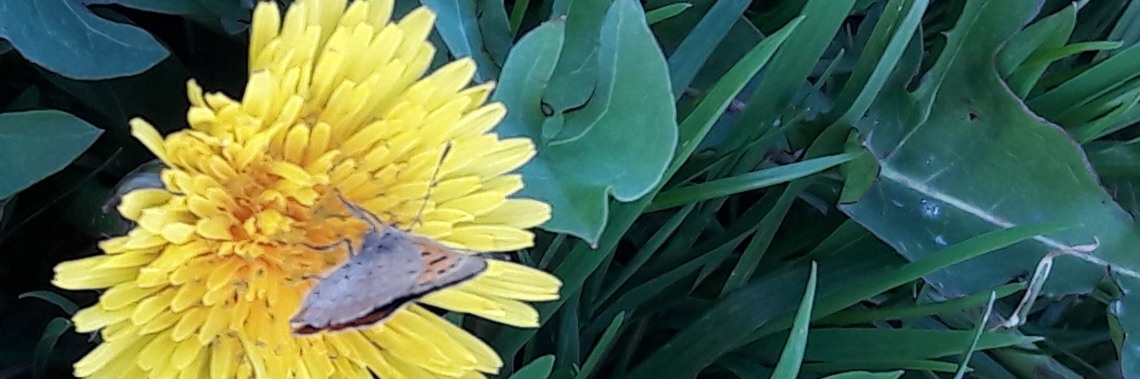 Vruchtbaarheid komt van God (101) | Flying Eagle