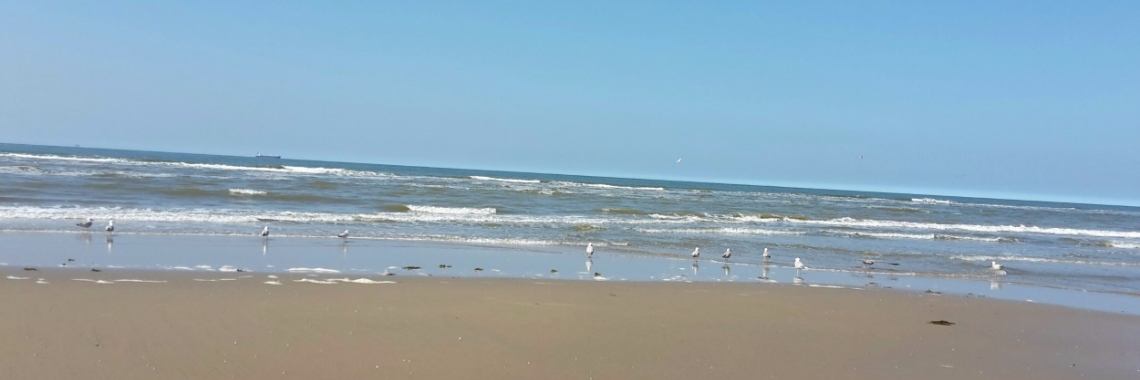 Wandelen rond de Wassenaarse Slag | Flying Eagle