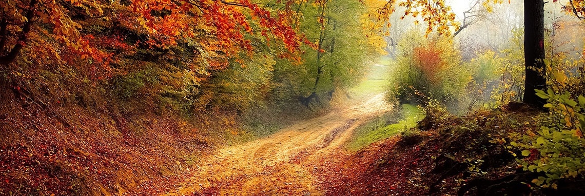 Road in the forest - (poem) | Flying Eagle