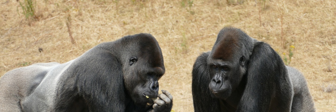 Will Kate be set for monkey as well? (4) | Flying Eagle