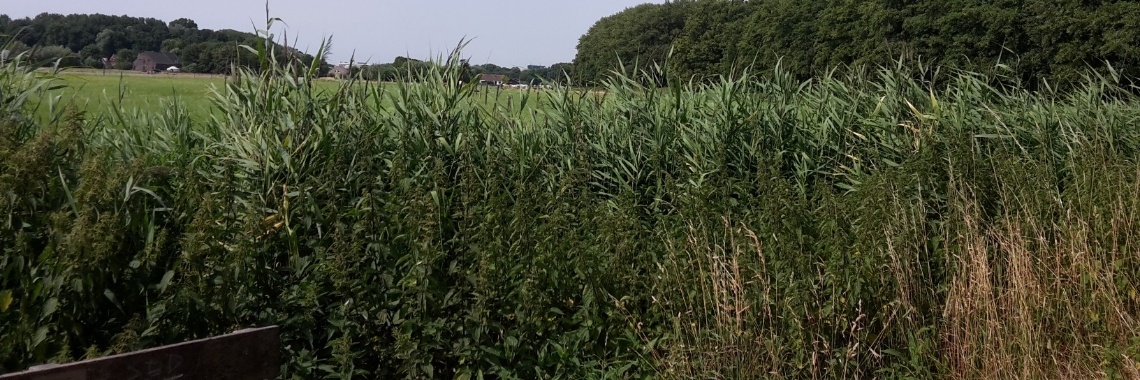 Zin volle wandeling | Flying Eagle