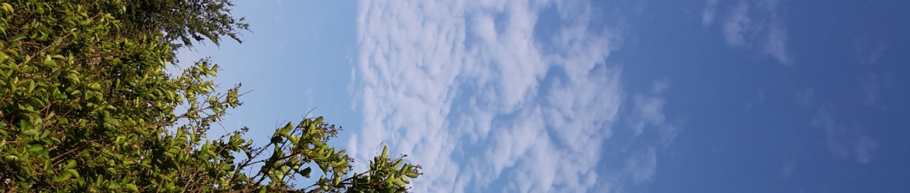 De natuur is een bouwpakket  | Flying Eagle