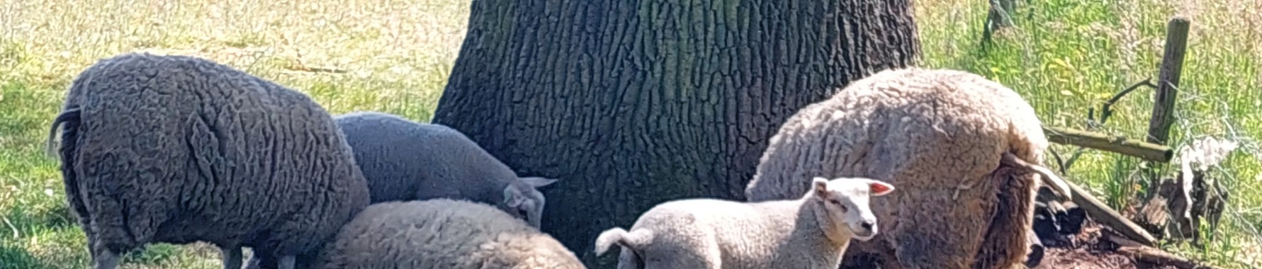 Vakantie 2023: Opwekking en Twente  | Flying Eagle