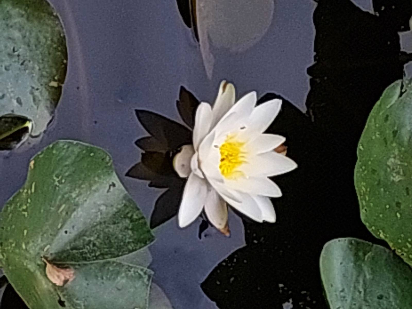 Daar zal geen rouw meer zijn | Flying Eagle