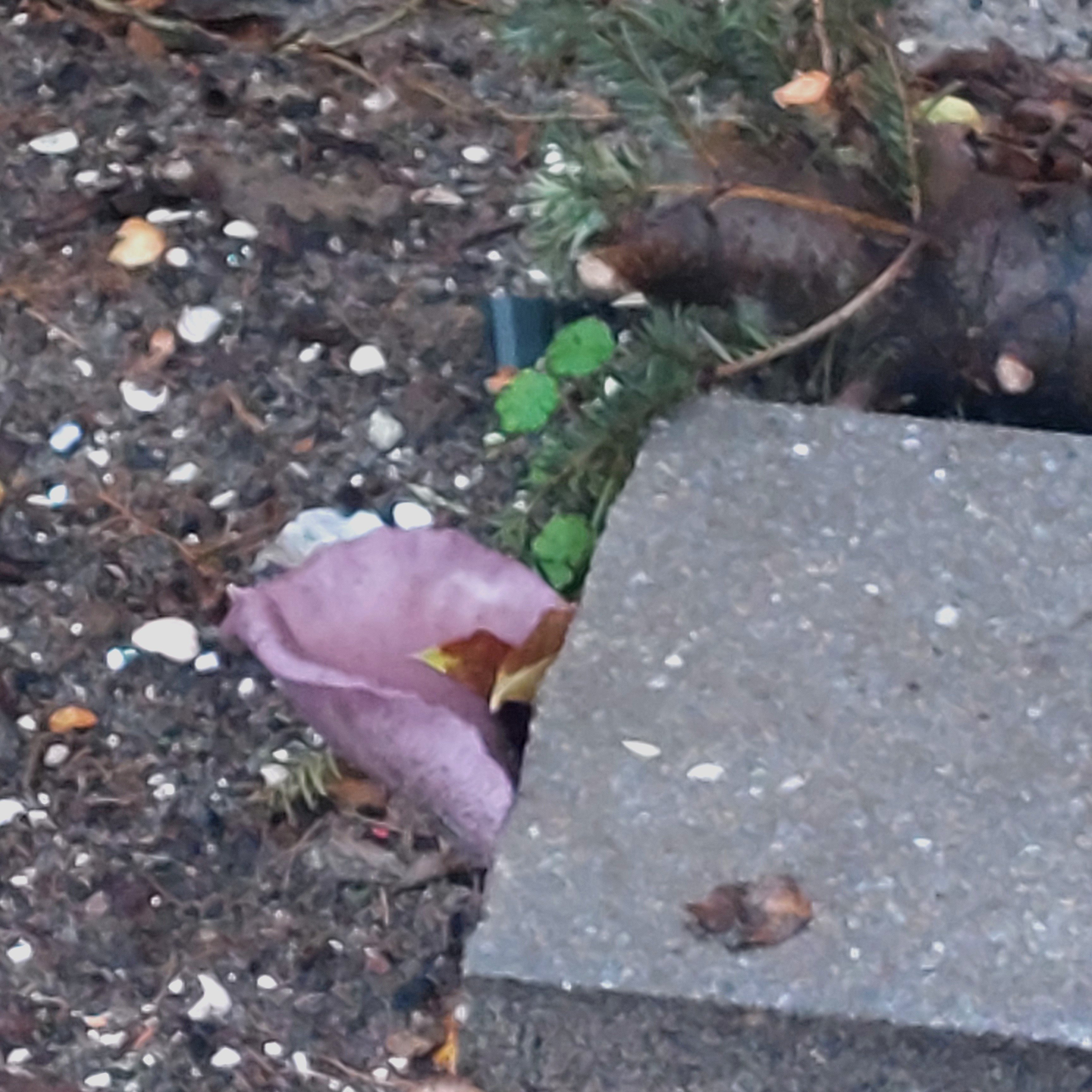 Gast aan tafel | Flying Eagle