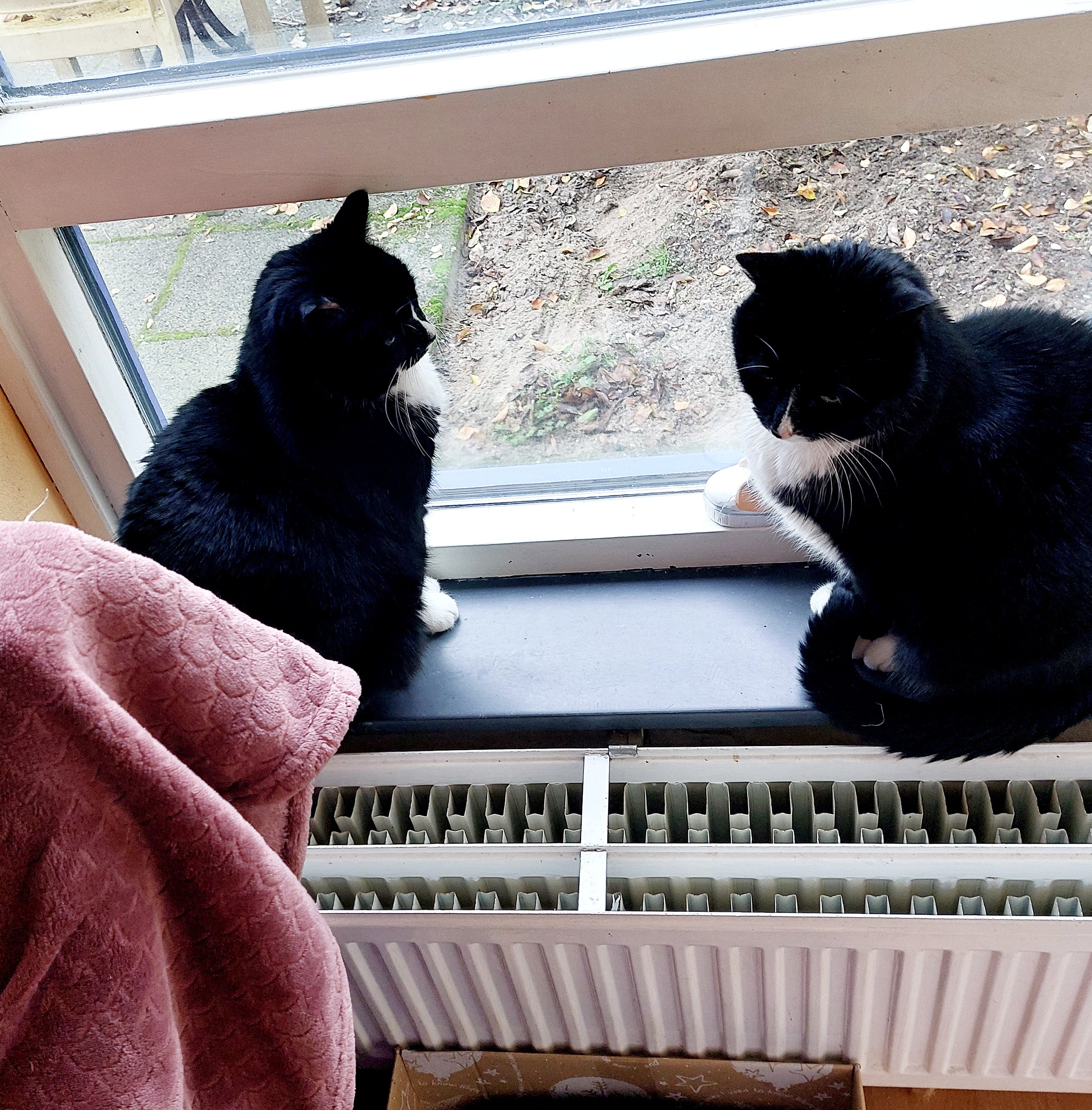 Een job van de katten | Flying Eagle