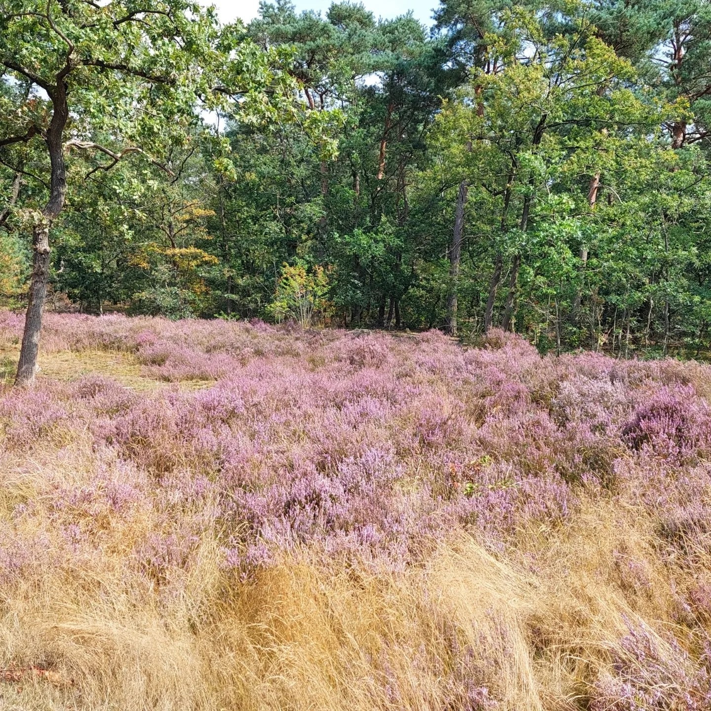 Een speciaal zomerseizoen | Flying Eagle