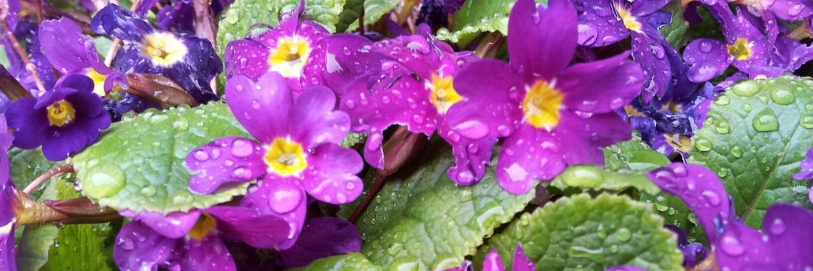 Diamantjes op de plantjes | Ellis