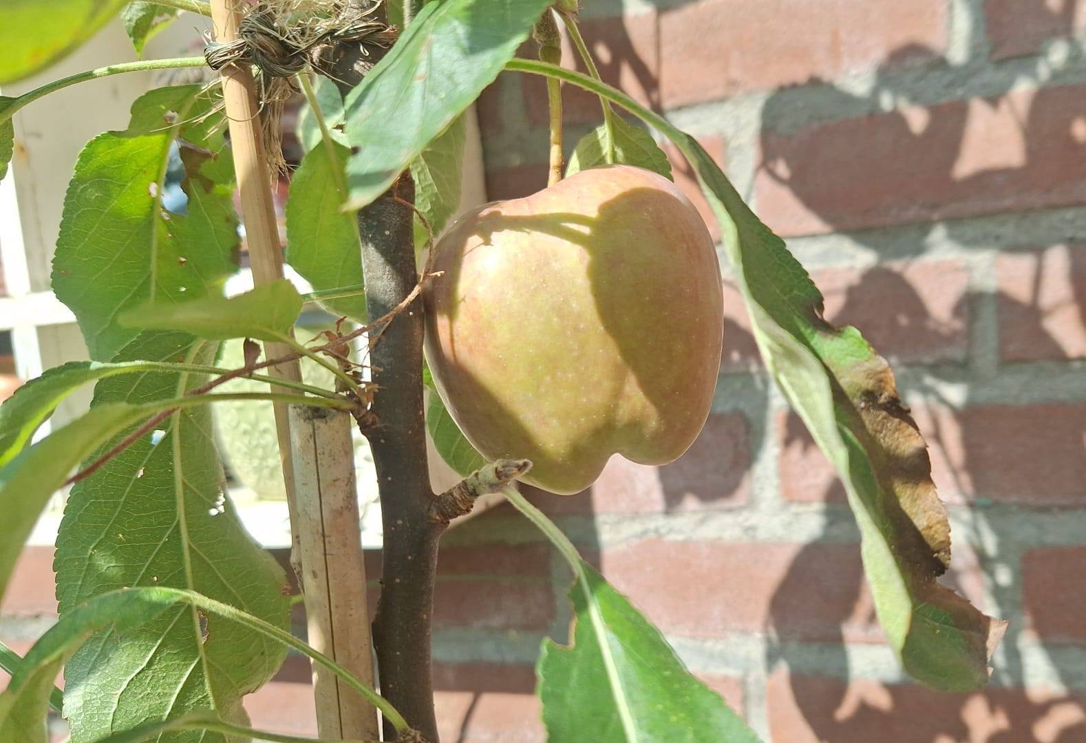 De eerste appel | Ellis