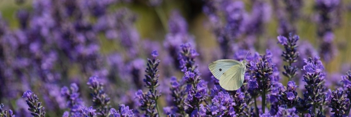 Wist je dat planten water kunnen horen stromen ? | vic bode