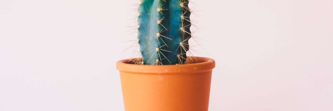 Wist je dat planten zichzelf beschermen ? | vic bode