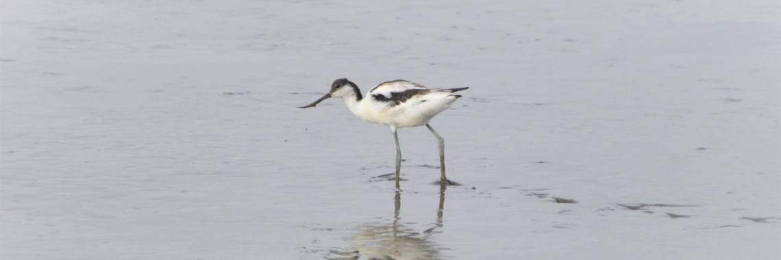 Bij de vogelkijkhut Polder Breebaart | Els Vergaerde