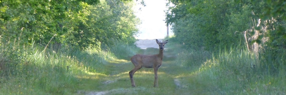 Natuurgebied De Deelen: over vlonderpaden & langs petgaten (1) | Els Vergaerde