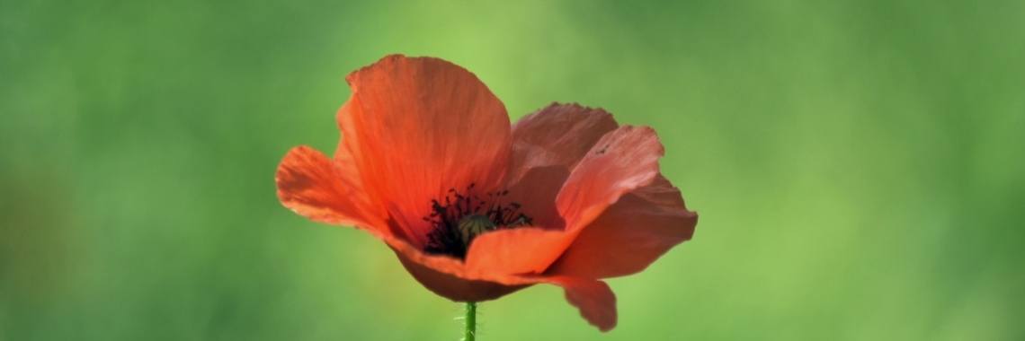 De klaproos: een zomers cadeautje. | Els Vergaerde