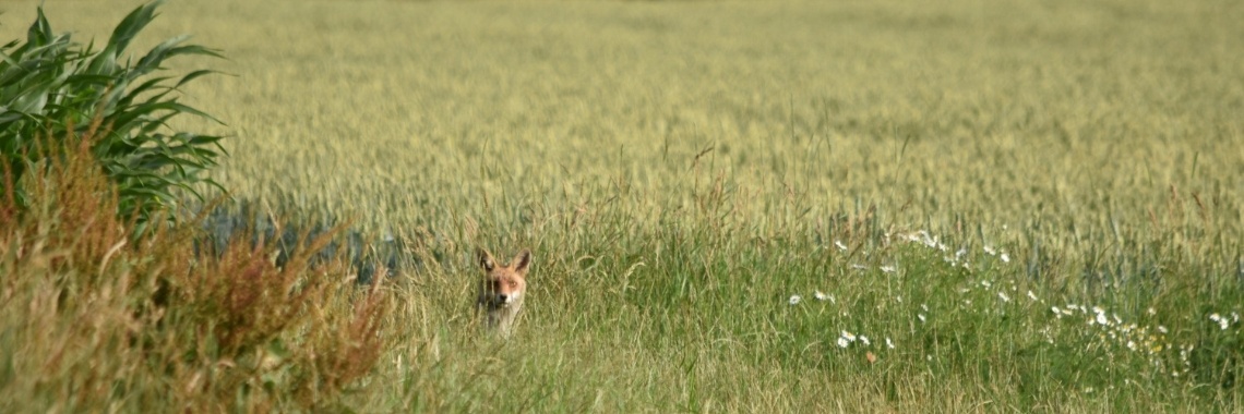 Rondeel: een klein wonder | Els Vergaerde