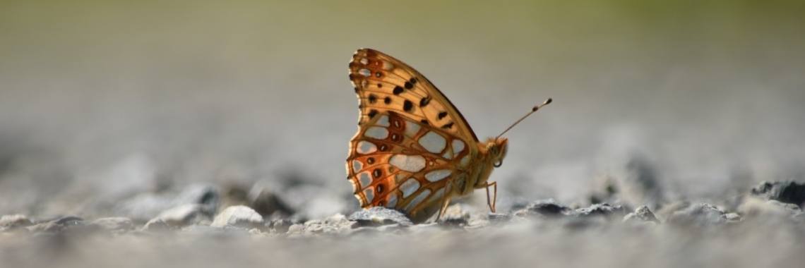 Fietsen langs het Elbe-Seitenkanaal (1) | Els Vergaerde