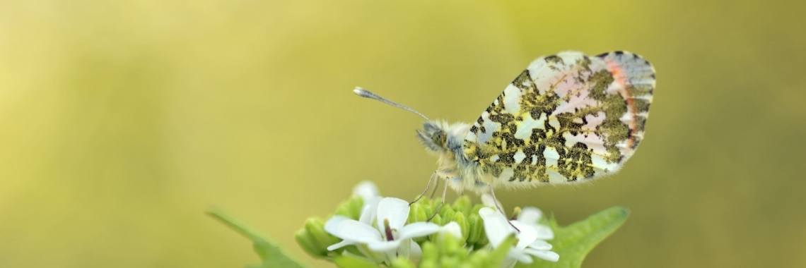 Het is lente! | Els Vergaerde