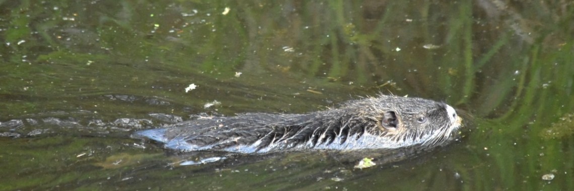 Ik zag beverratjes! | Els Vergaerde