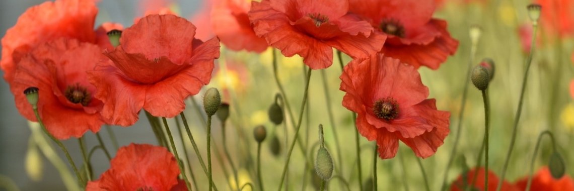 Header klaprozen | Els Vergaerde