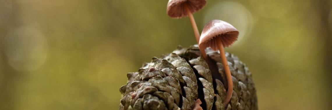 Kleine zwammetjes op dennen -en sparrenkegels | Els Vergaerde