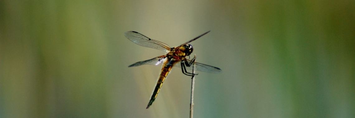 Libellen in De Deelen | Els Vergaerde