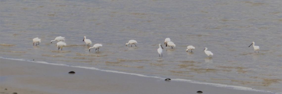 Onderweg naar de vogelkijkhut | Els Vergaerde