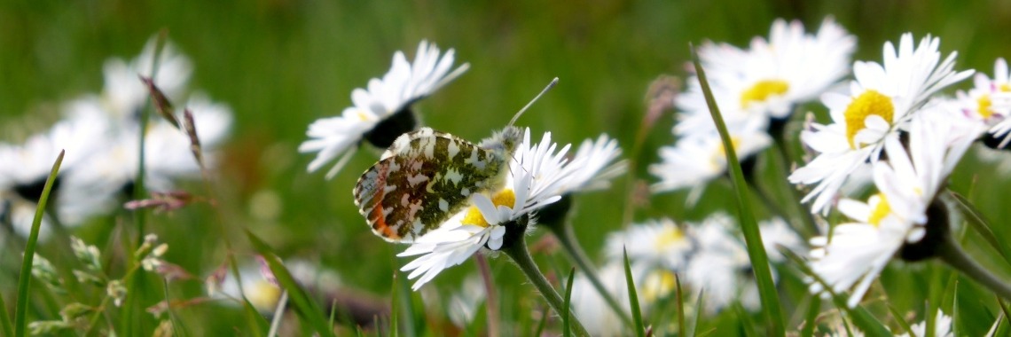 Oranjetipje | Els Vergaerde