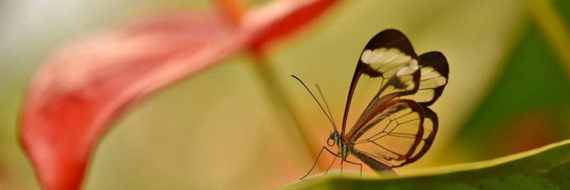 Orchideeën Hoeve Luttelgeest: De Vlinder Vallei | Els Vergaerde