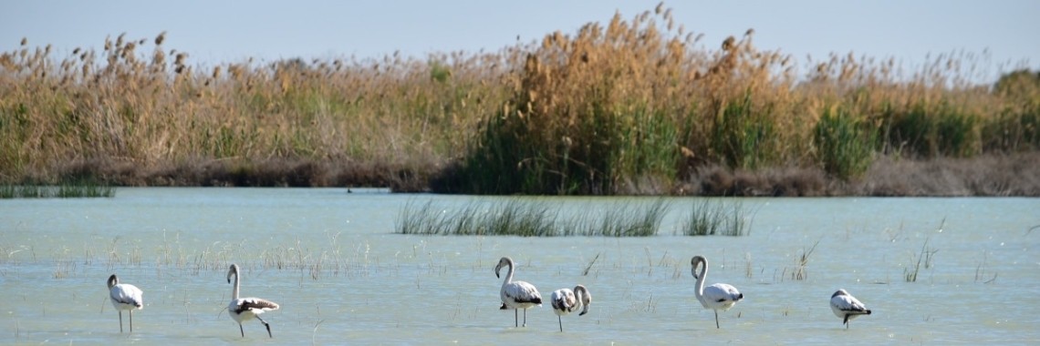 Parque natural El Hondo, Elche | Els Vergaerde