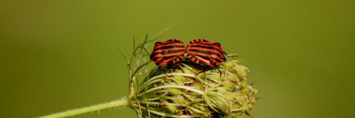 Pyamawants (edit) | Els Vergaerde