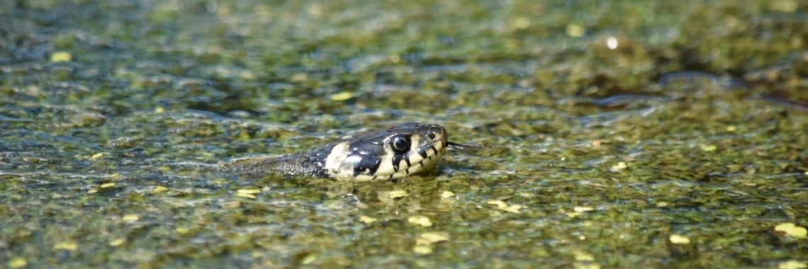 Ringslang | Els Vergaerde