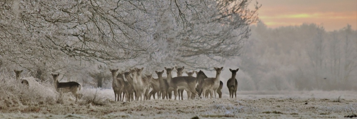 Sneeuwwitte winterfoto's | Els Vergaerde