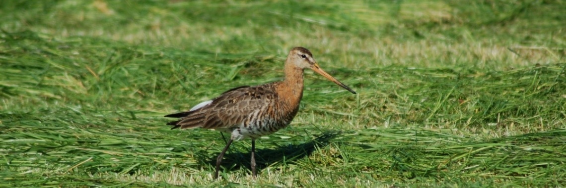 Tautogram wadvogels | Els Vergaerde