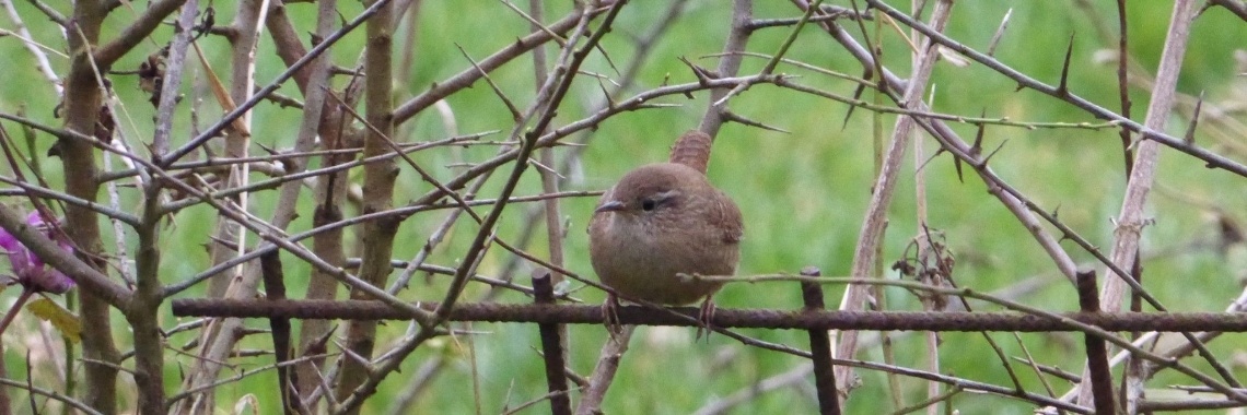 Tautogram winterkoninkje | Els Vergaerde