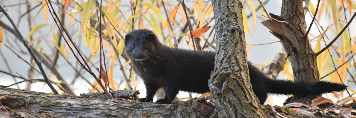 Tautogram wonderlijk waterdier | Els Vergaerde